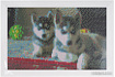 Алмазная мозаика Darvish Два щенка DV-9516-20
